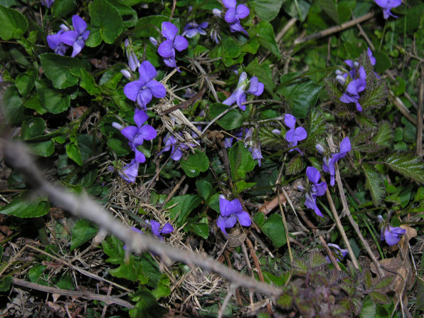 Violette - Viola cfr.riviniana